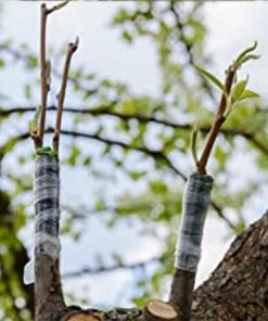 DKSFJKL Ruban De Greffage De Jardin Pour Arbres Fruitiers, Ruban De Phytoremédiation -2 Cm De Large -Accessoire de culture Soldes Boutique 67954794 5